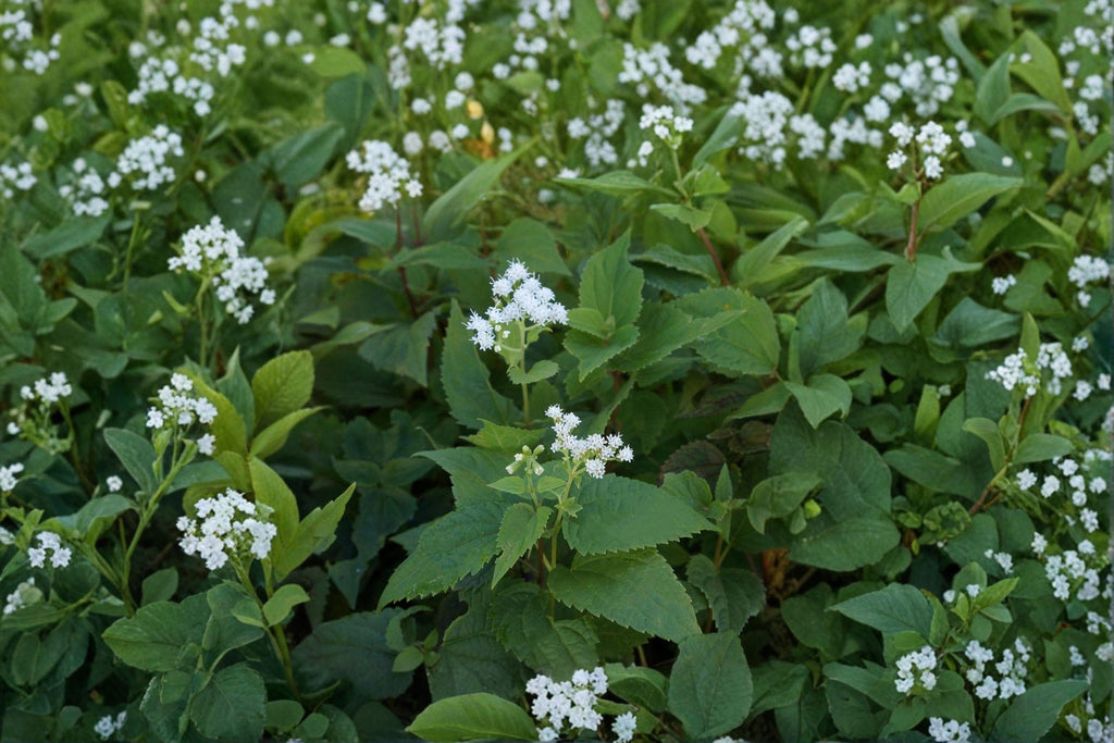 Ageratina Altissima White Snakeroot Seeds – 500 Native Perennial Wildflower Seeds, Shade Garden, Pollinator Plant