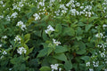 Ageratina Altissima White Snakeroot Seeds – 500 Native Perennial Wildflower Seeds, Shade Garden, Pollinator Plant
