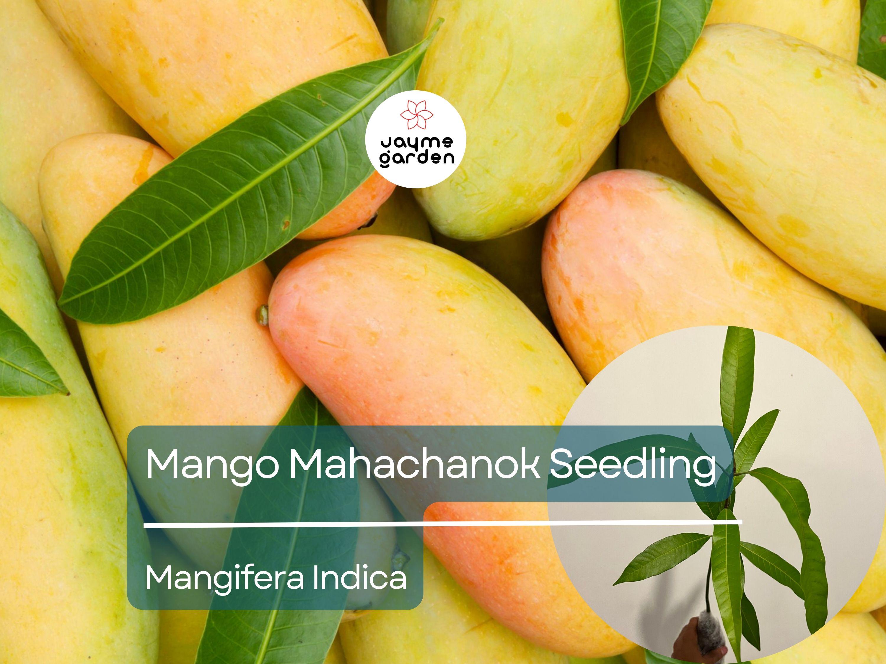 Mango Mahachanok Starter Plant Seedling - 12″-24″ Tall Live Fruit Tree - Sweet, Tangy, Fiber-Free Mangoes for Garden or Landscape