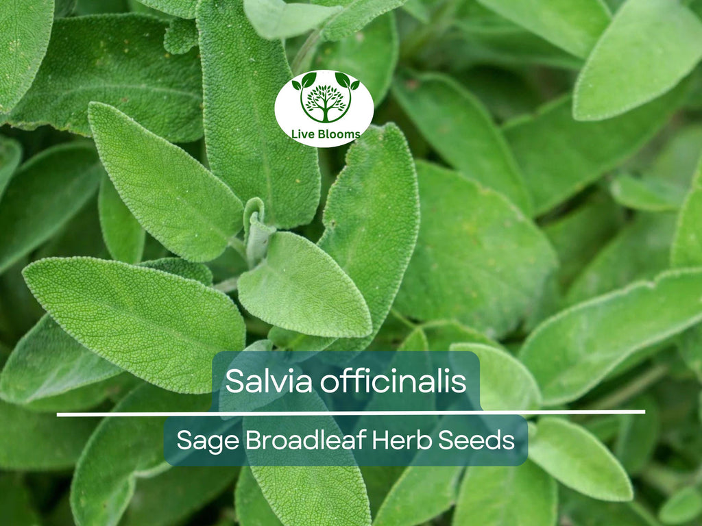 30 Sage Broadleaf Seeds for Planting - Salvia officinalis Fresh Culinary Herb, Easy to Grow, Perfect for Gardens & Kitchens