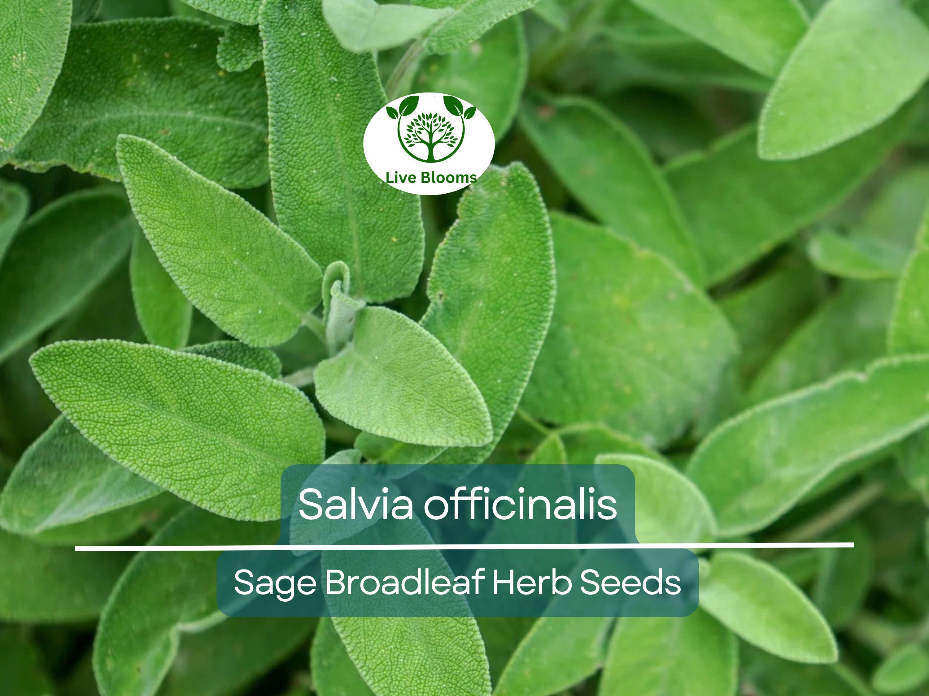 30 Sage Broadleaf Seeds for Planting - Salvia officinalis Fresh Culinary Herb, Easy to Grow, Perfect for Gardens & Kitchens