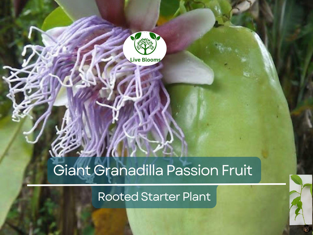 1 Giant Granadilla Passion Fruit Live Starter Plant | Passiflora Ligularis, Sweet & Tropical Fruit, Hardy Vine for Gardens or Containers