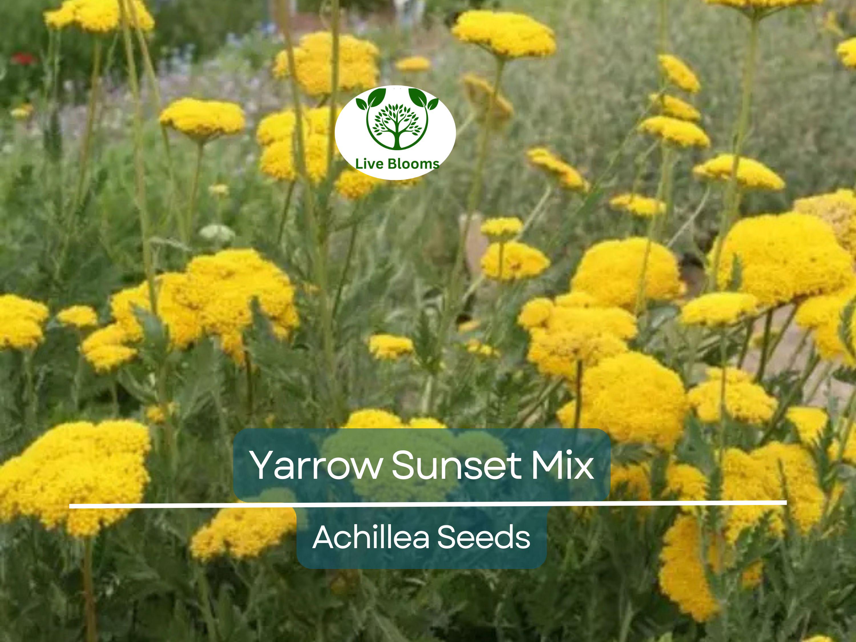 1500 Seeds Yarrow Sunset Mix, Perennial Gold & Red Flowers, Pollinators, Non-GMO, Achillea millefolium, Drought-Tolerant, Garden Plants
