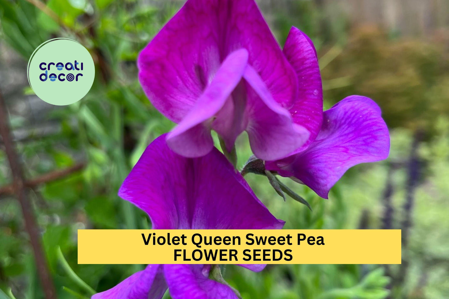 50+ Violet Queen Sweet Pea Seeds – Fragrant Deep Violet Blooms for Garden Planting, Climbing Vines for Trellises – USA
