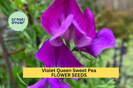 50+ Violet Queen Sweet Pea Seeds – Fragrant Deep Violet Blooms for Garden Planting, Climbing Vines for Trellises – USA