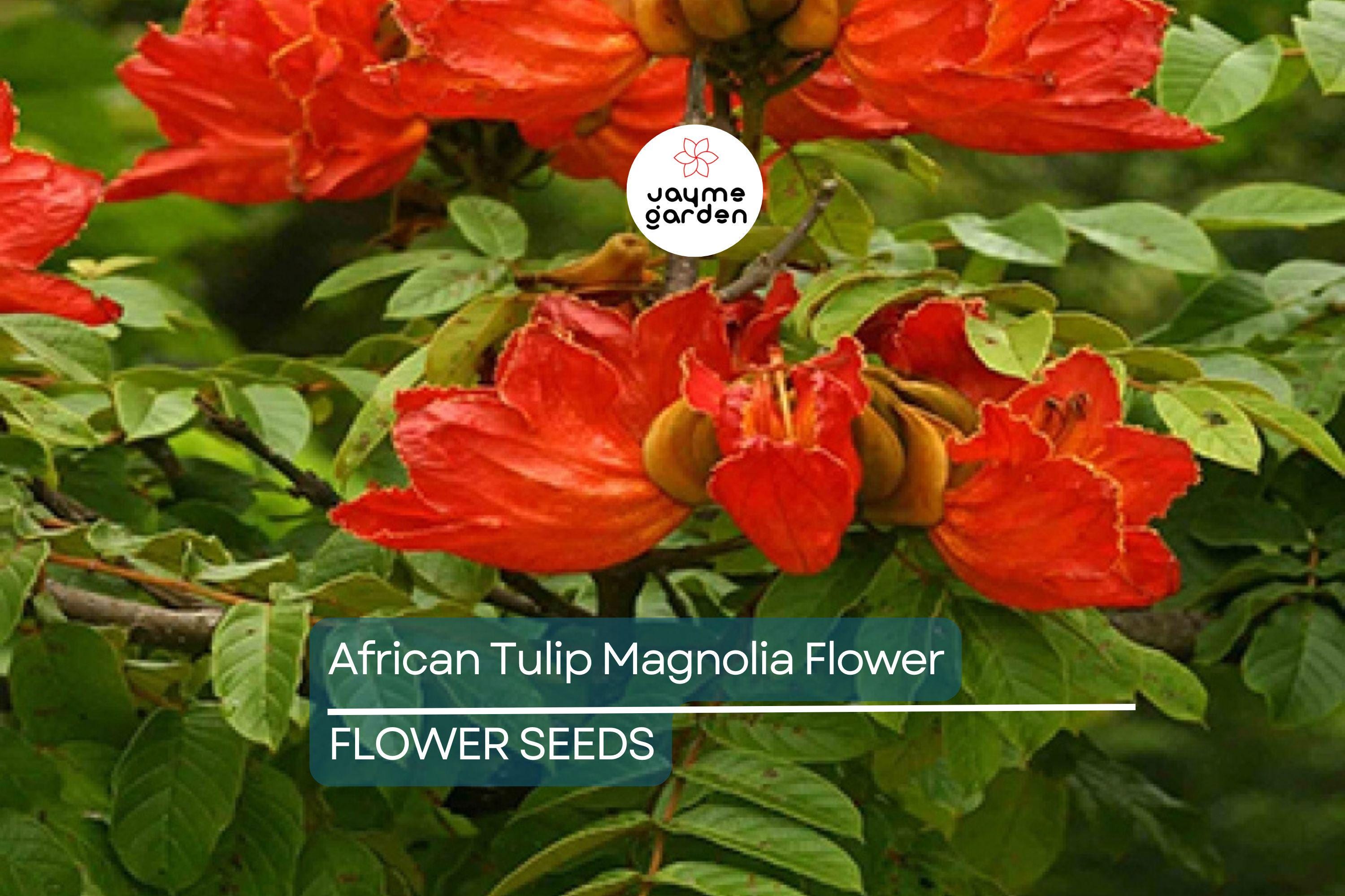 10 African Tulip Tree Seeds (Spathodea campanulata) – Exotic Blooms, 50 Ft Tall, Zones 10-12