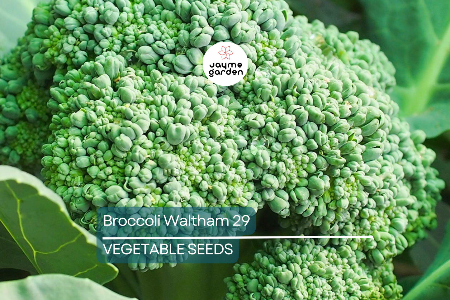 1000 Waltham 29 Broccoli Seeds - Non-GMO Heirloom | Cold Hardy & Productive | Spring and Fall Planting | USA Seller | Free Shipping