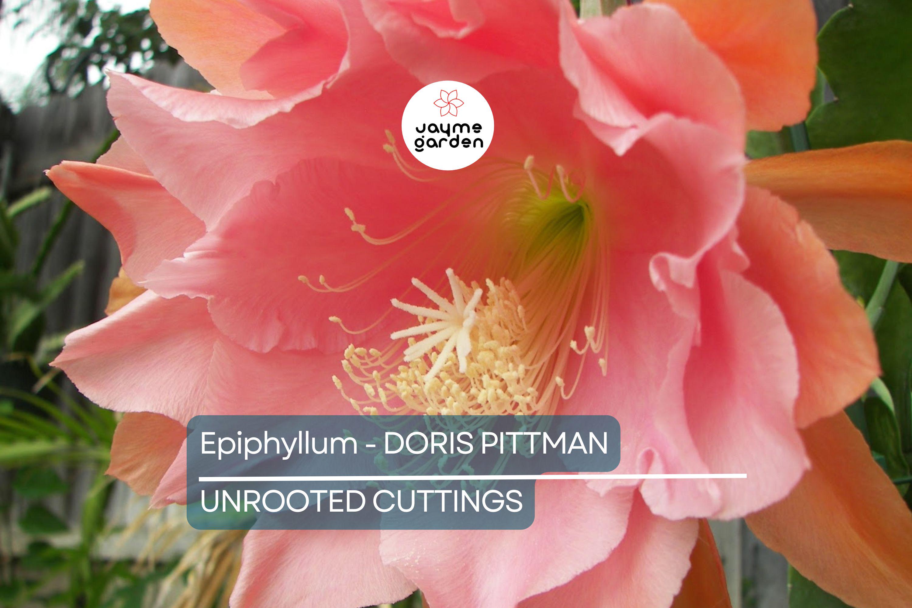 Epiphyllum 'Doris Pittman' | Unrooted Orchid Cactus Cutting (4-8") | Large Pink-Orange Blooms | Rare Variety