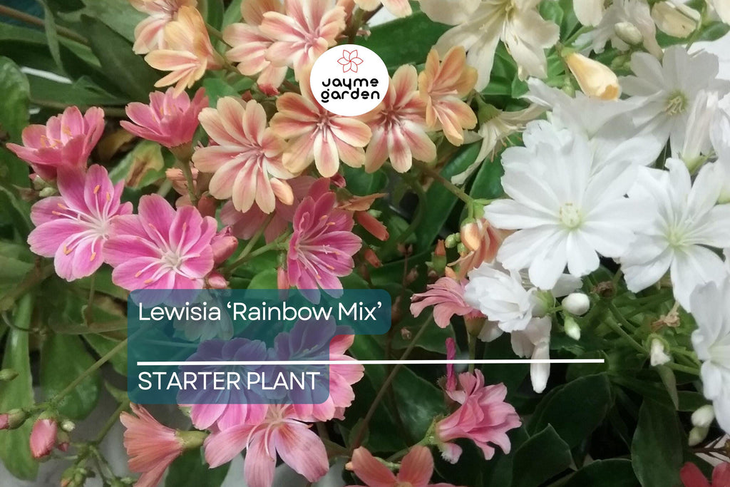 Lewisia 'Rainbow Mix' | Hardy Succulent Starter Plant | Drought-Tolerant Perennial for Rock Gardens & Pots | Free Shipping