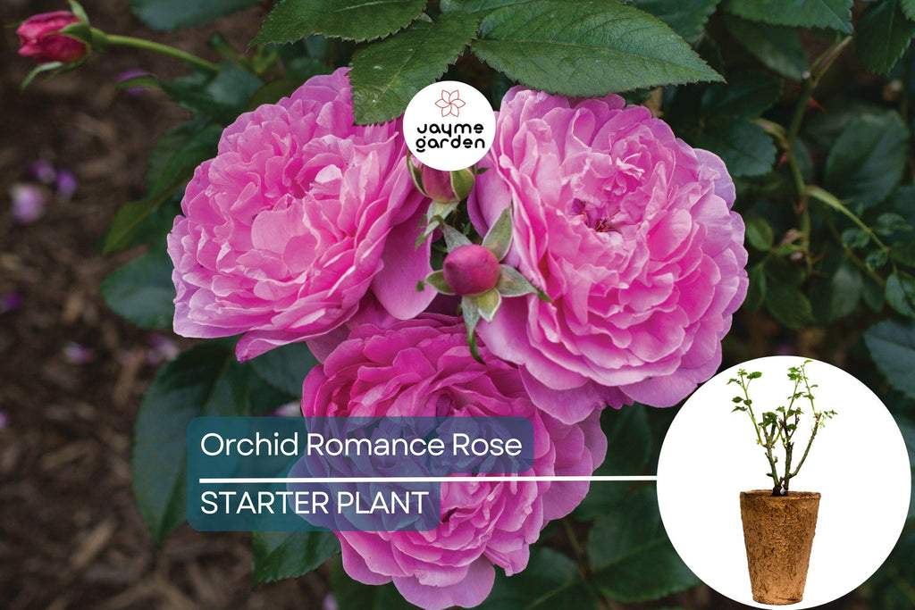 Orchid Romance Rose – 1.5 Gal Pot | Fragrant Pink-Lavender Floribunda | Reblooming, Disease-Resistant | Zones 5-10