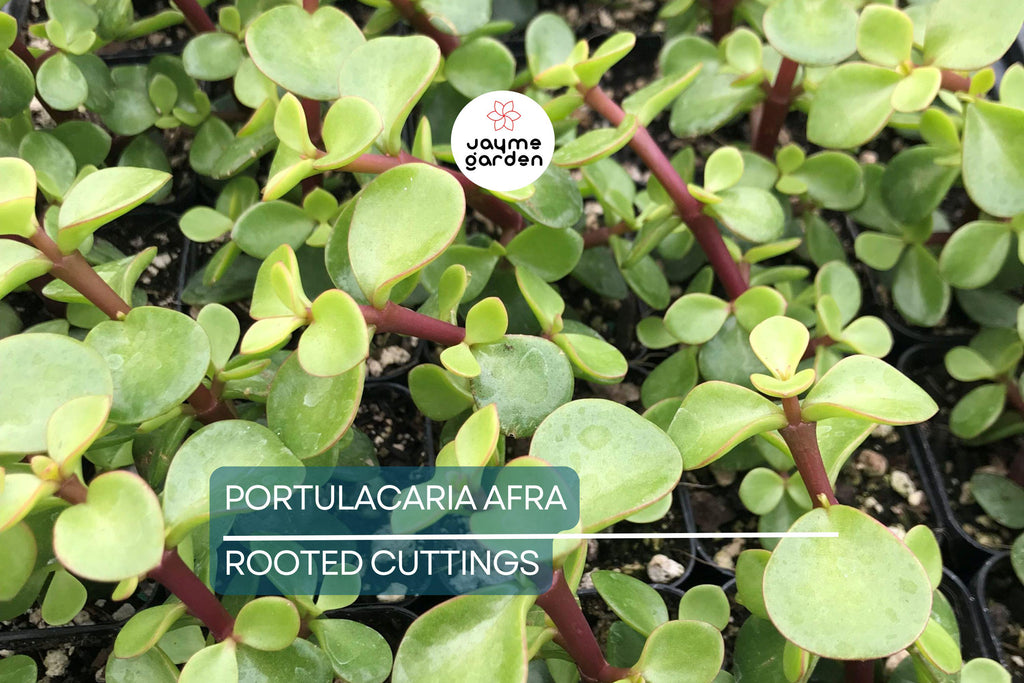 Portulacaria afra Green Elephant Bush - Rare Mini Jade Tree Bonsai - 4" Bare Root Plant - Easy to Care For