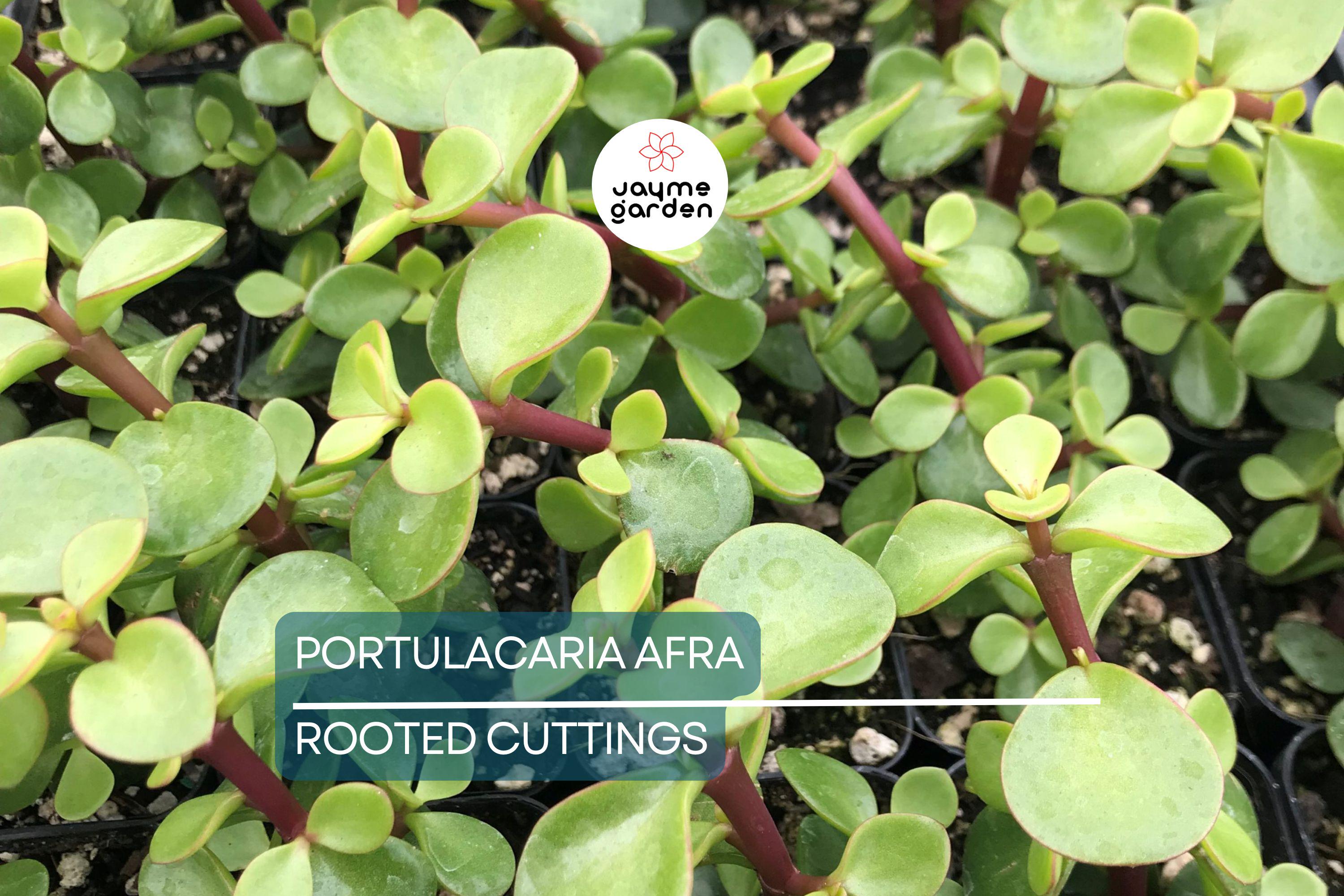 Portulacaria afra Green Elephant Bush - Rare Mini Jade Tree Bonsai - 4" Bare Root Plant - Easy to Care For