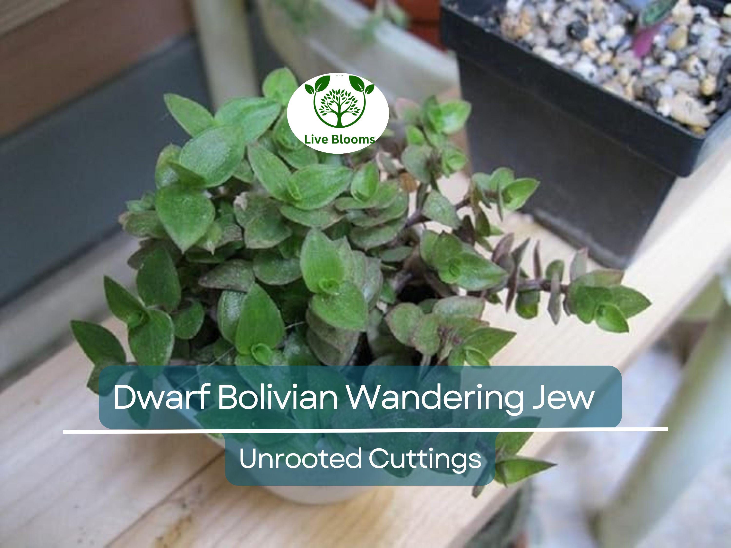 20 Unrooted Cuttings Dwarf Bolivian Wandering Jew - Tradescantia Minima, Callisia Repens - Easy Grow Plants