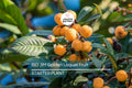BIG JIM Loquat Fruit Tree Starter Plants - Tropical Japanese Chinese Plum - Big Juicy Fruit, Ready to Grow