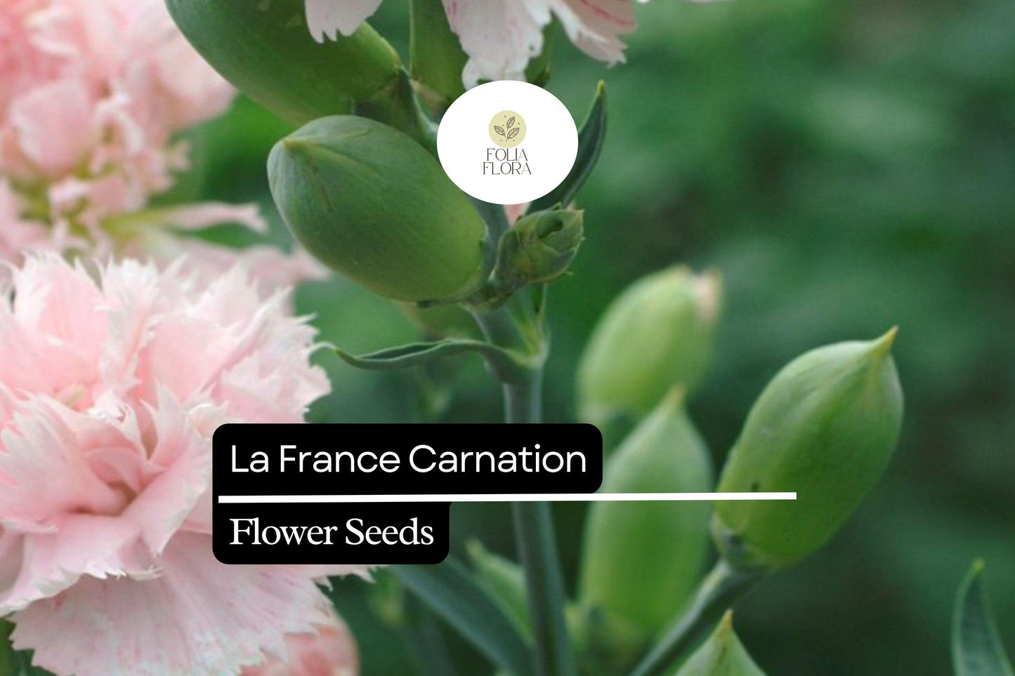 La France Carnation (Dianthus caryophyllus) – Elegant Pink Blooms with Classic Fragrance