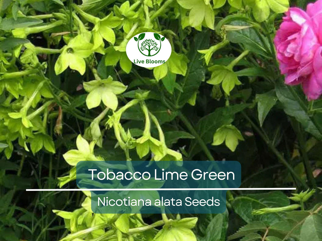 500 Seeds Tobacco Lime Green Flower Seeds, Nicotiana Pure Seed, Part-Shade, Non-GMO, Unique Green Blooms, Easy to Grow, Garden & Landscape