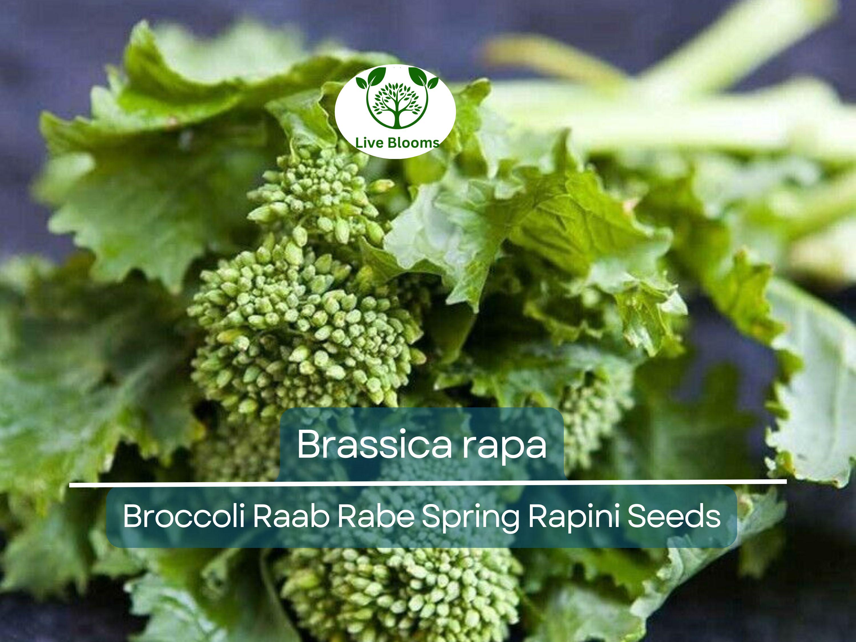 150 Seeds Broccoli Raab Rabe - Brassica rapa | Heirloom Spring Rapini for Planting, Gardening & Culinary Use