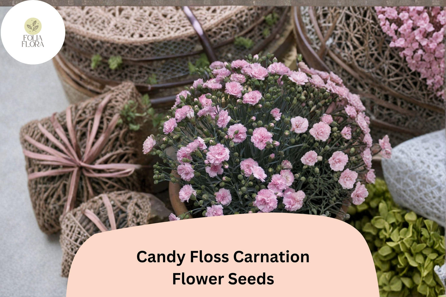 200+ Candy Floss Carnation Seeds | Dianthus caryophyllus | Soft Pink Double Blooms for Garden & Borders