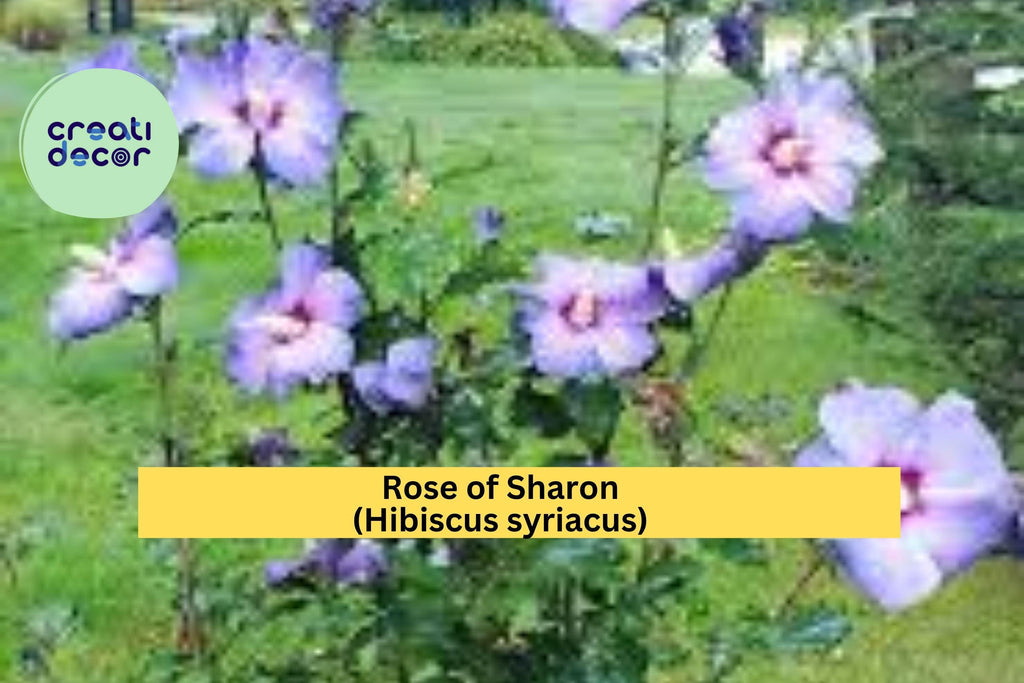 Rose of Sharon (Hibiscus syriacus) – 5 Bare Root Starter Plants, Hardy Flowering Shrubs, Summer Bloomers for Garden Landscape, Zones 5–9