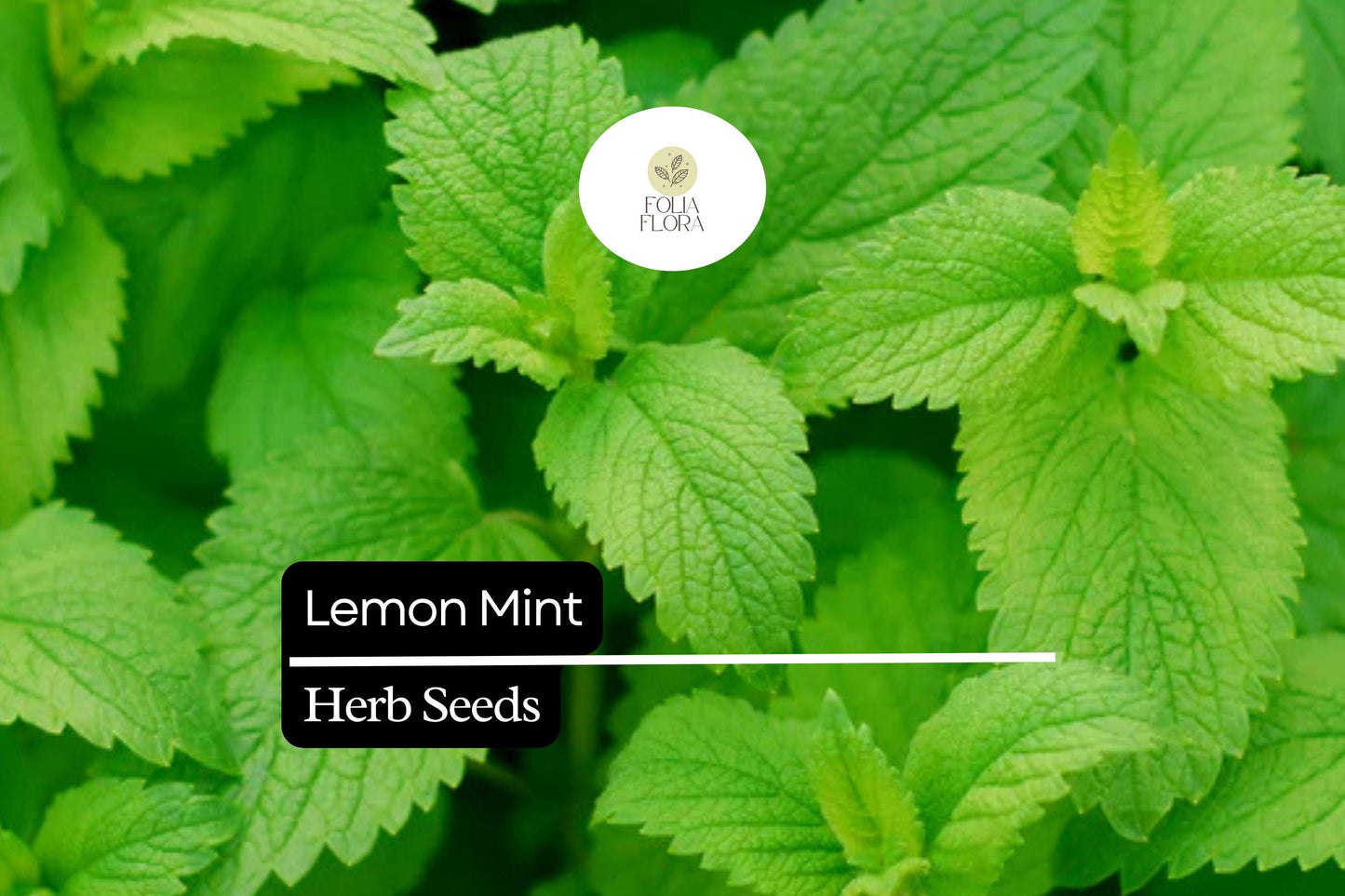 1000 Seeds Lemon Mint, Monarda Citriodora, Fragrant Herb for Teas, Culinary Use, and Pollinator Gardens
