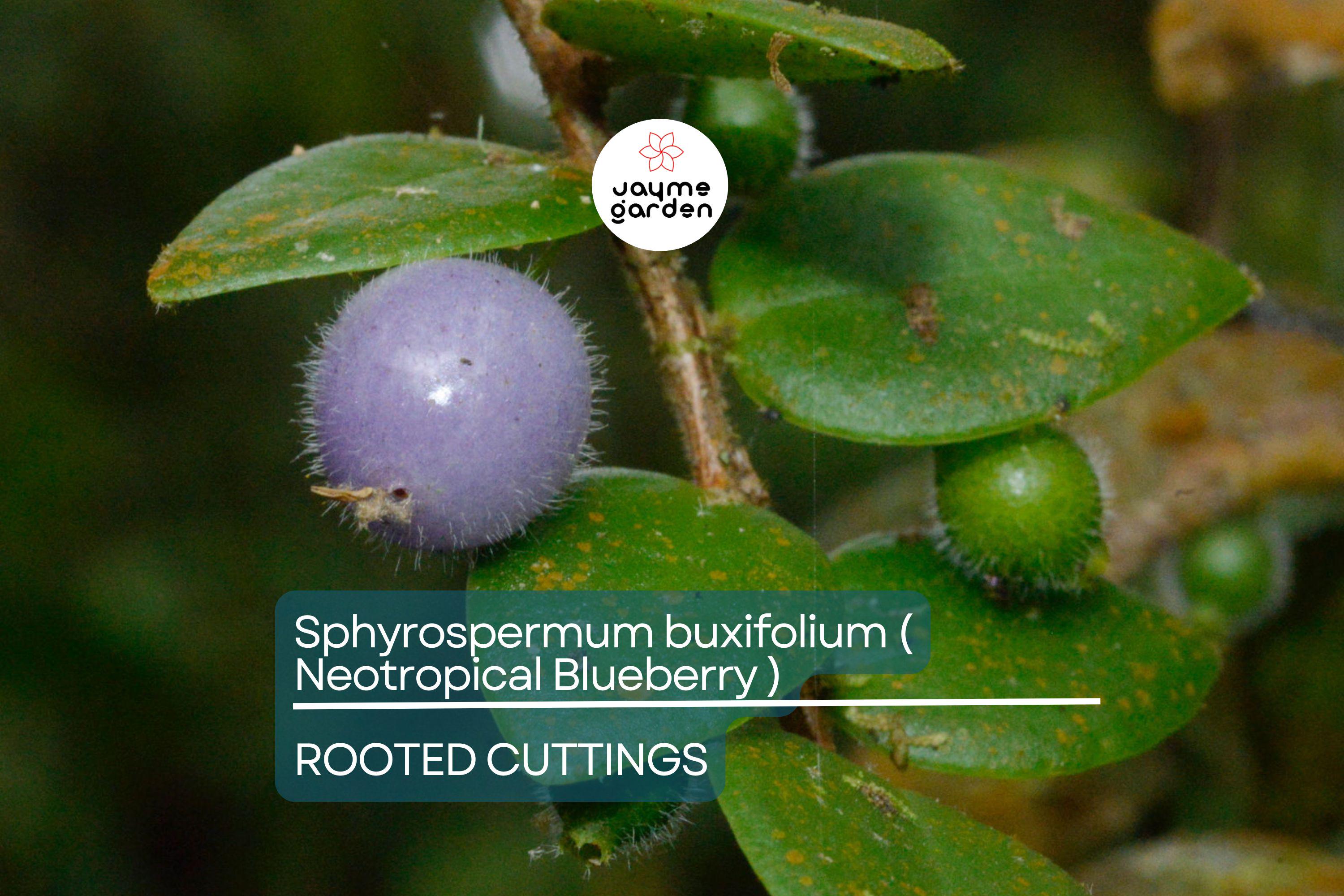 Neotropical Blueberry Sphyrospermum buxifolium Rooted Cuttings, Rare Tropical, Cool-Moderate Temp, Bright Shade, Moisture-Loving