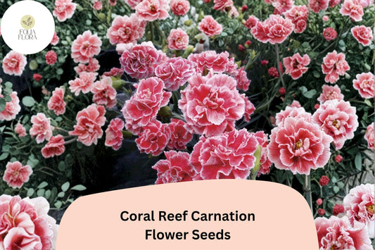 200+ Coral Reef Carnation Seeds | Dianthus caryophyllus | Coral Pink Blooms for Borders, Pots & Cut Flowers