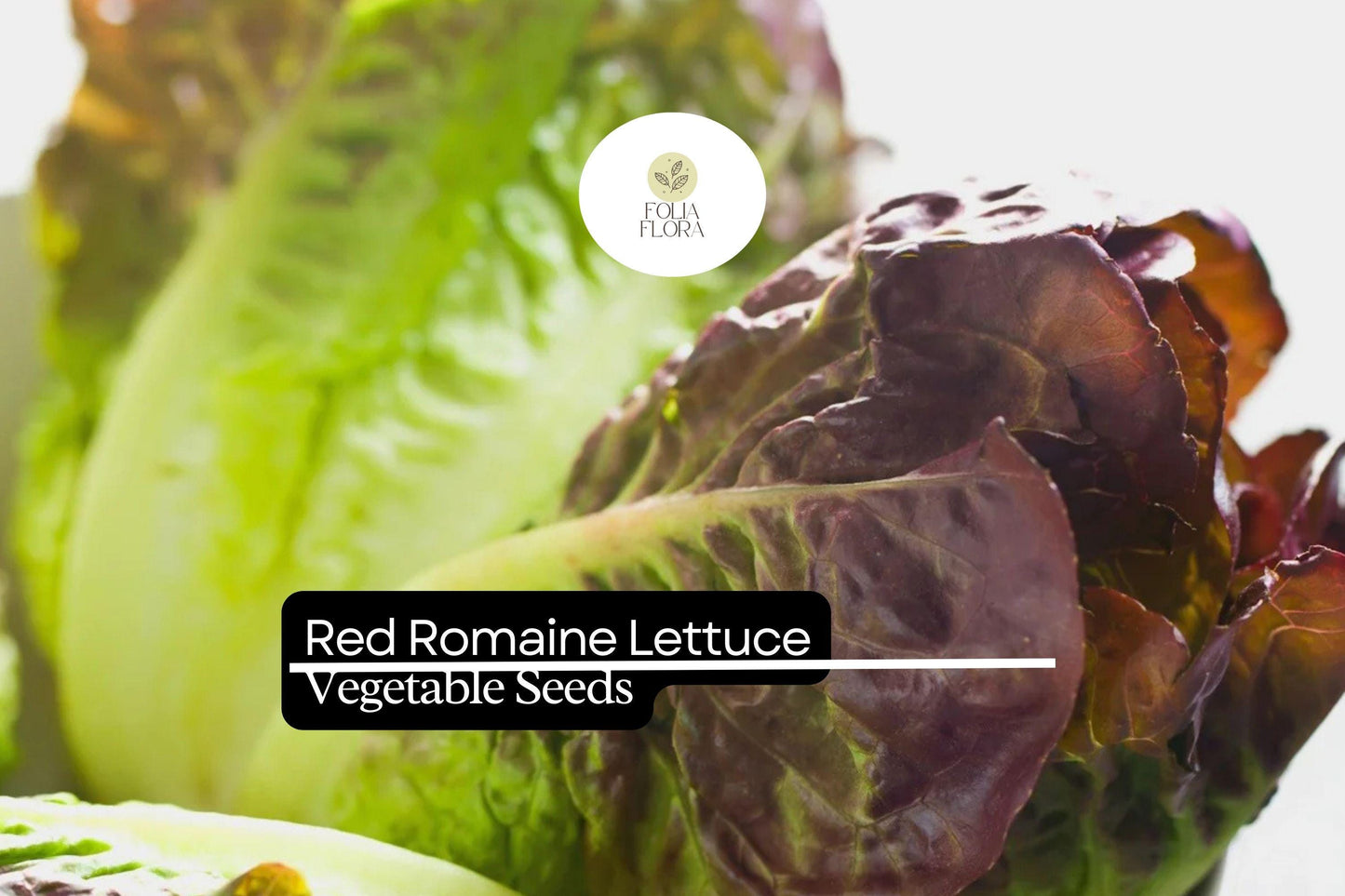 1000 Red Romaine Lettuce Seeds – Lactuca sativa – Crisp, Sweet & Nutritious, Heat-Tolerant, Perfect for Salads