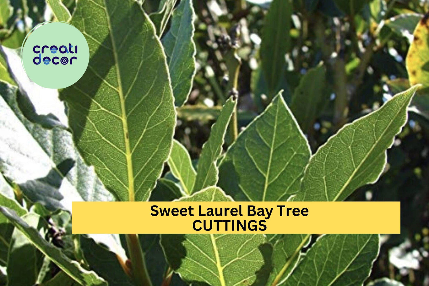 5 Sweet Laurel Bay Tree Cuttings – Aromatic Culinary Herb for Indoor or Outdoor Growing, Hardy Evergreen Shrub – Free US Shipping!