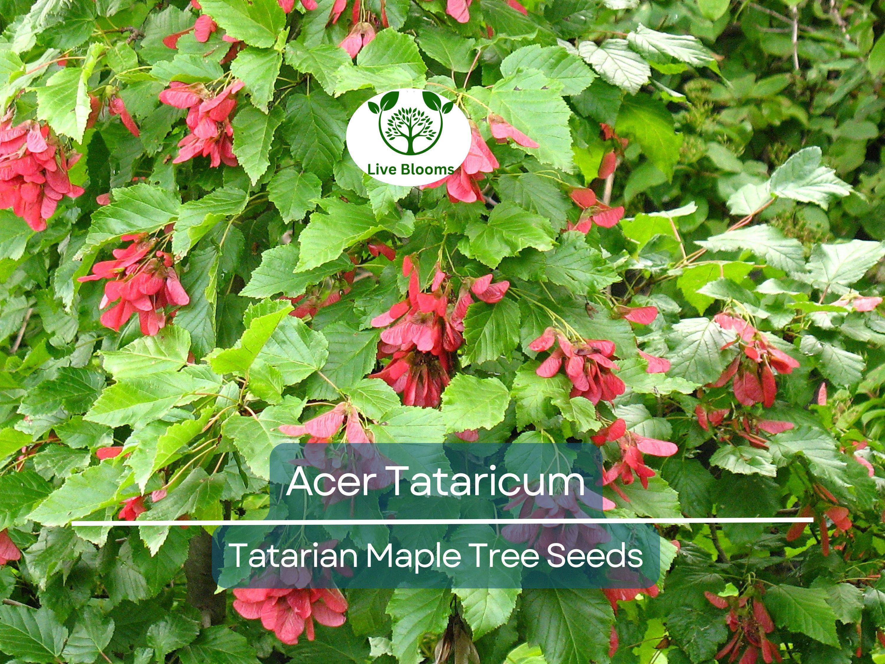 10 Seeds Acer Tataricum (Tatarian Maple) for Planting - Hardy Tree for Landscaping, Shade, & Gardens - Unique, Fast-Growing Tree Seeds