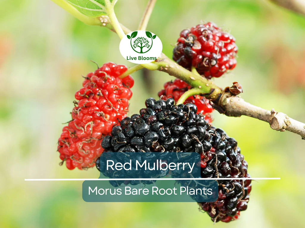 3 Red Mulberry Trees – Morus Rubra Live Bare Root Fruit Tree 12–24 Inches Tall – Native Shade Tree with Sweet Berries