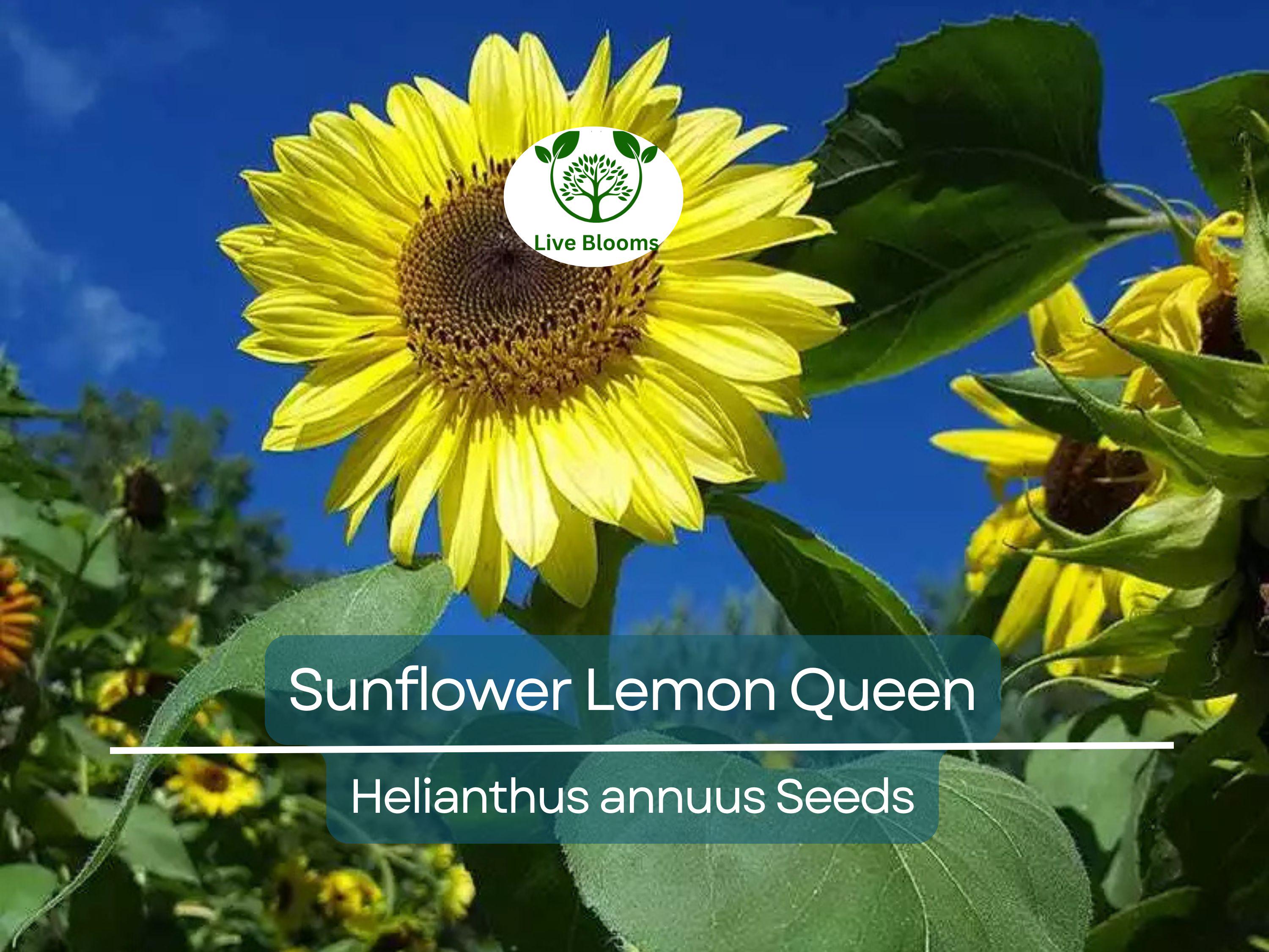 100 Sunflower Seeds - Lemon Queen | Helianthus annuus | Non-GMO, Cut Flower, Branching, Multiple Blooms, Pollinator Favorite