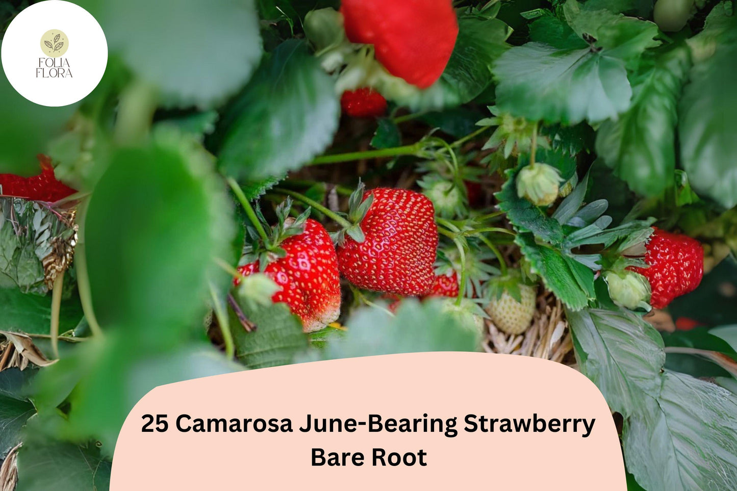 25 Camarosa Strawberry Plants | Live Bare Root June-Bearing | NON-GMO Fragaria × ananassa Garden Fruit