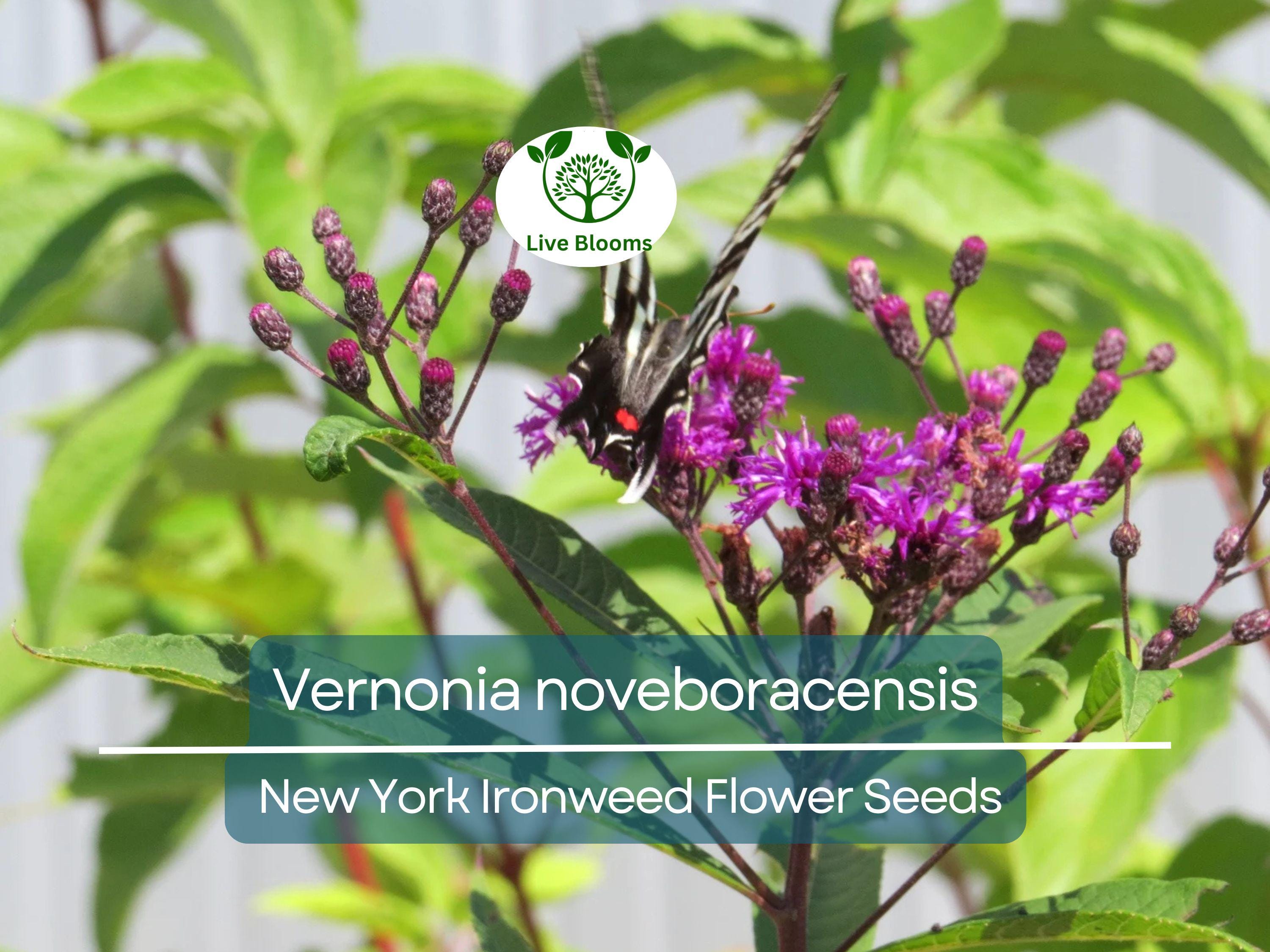 500 mg Seeds Vernonia noveboracensis (New York Ironweed) for Planting | Native Perennial Wildflower for Pollinator Gardens