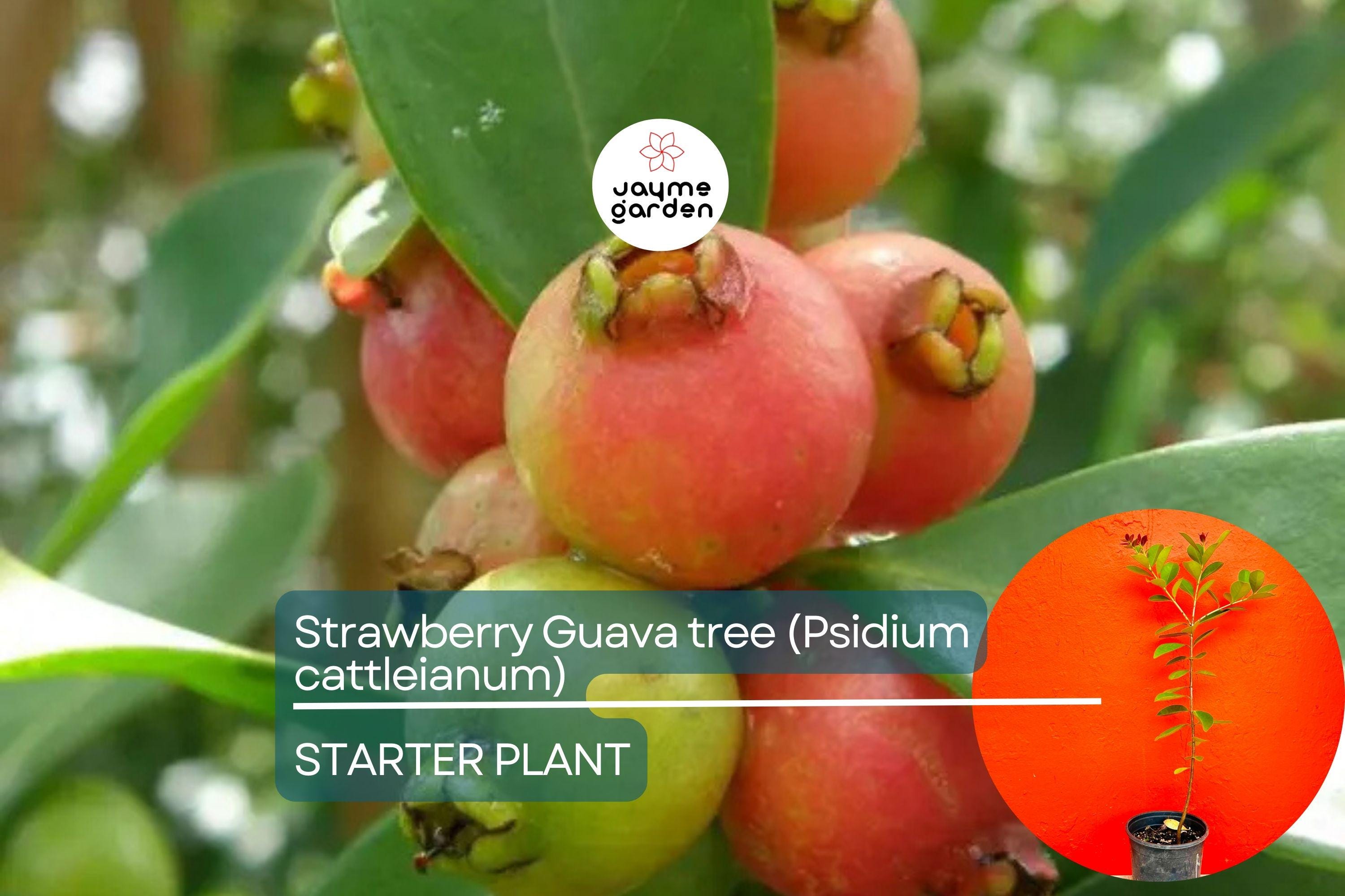 Strawberry Guava Tree 1′-2′ (Psidium cattleianum) - Live Tropical Fruit Tree | Sweet Aromatic Guava for Gardens and Containers