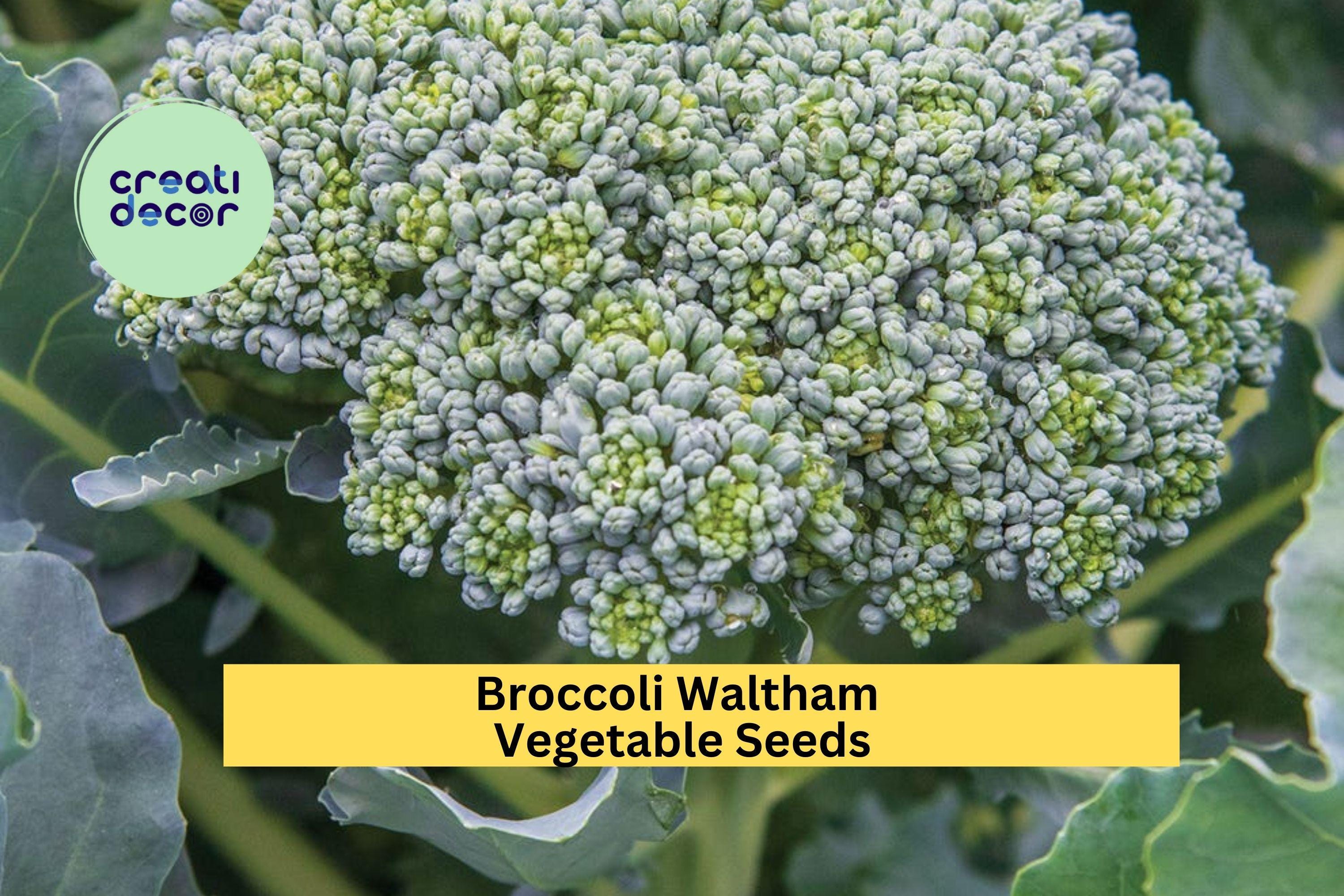 3pcs x 1g Broccoli Waltham Seeds – Heirloom Variety for Garden Beds, Raised Rows, or Container Vegetable Growing Seeds for Planting