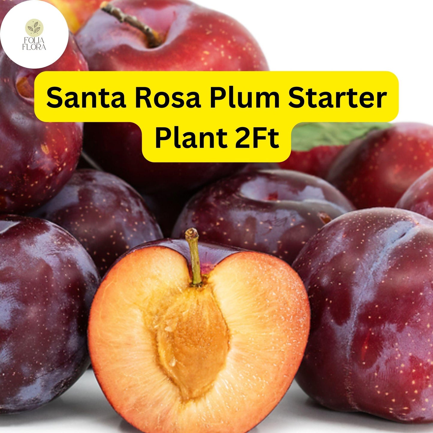 1 Santa Rosa Plum Tree (Prunus salicina) - 2ft Tall Live Fruit Tree Ready to Plant