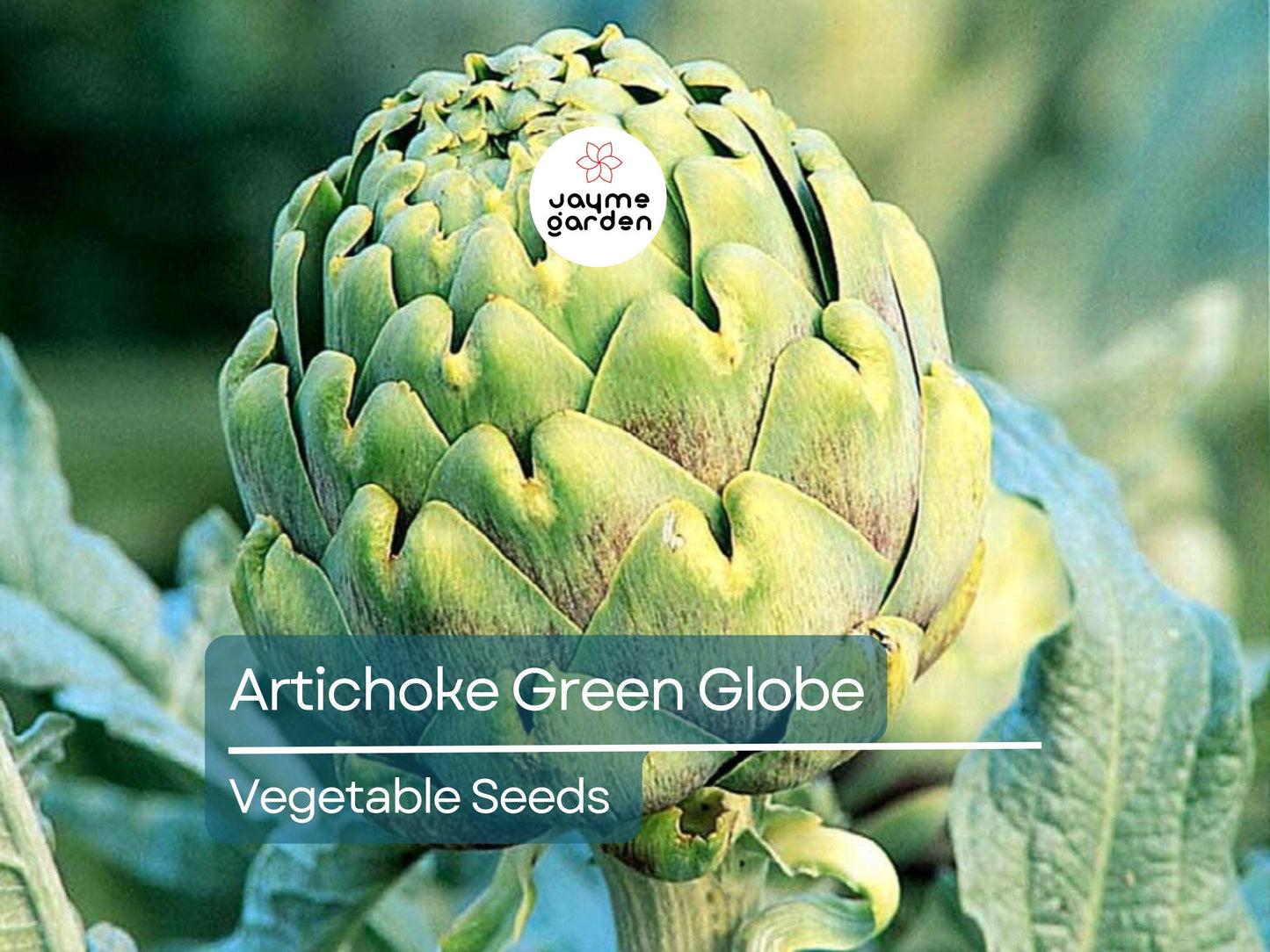500mg Artichoke Seeds for Planting - Green Globe Variety - Heirloom Edible Perennial for Gardens, Containers, & Landscaping