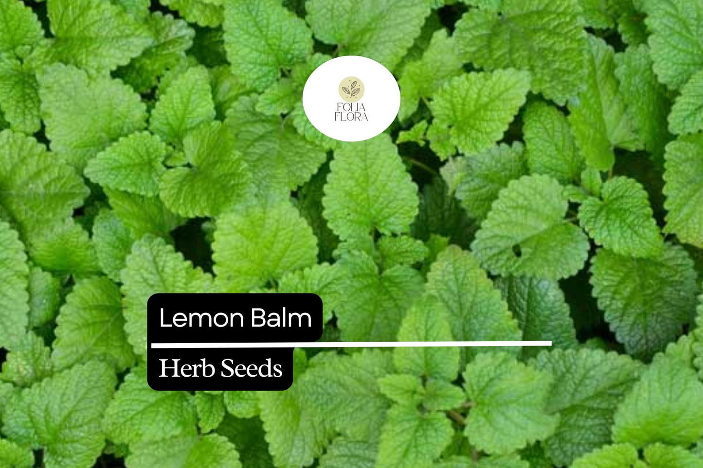 1000 Seeds Lemon Balm (Melissa officinalis) – Aromatic Herb for Teas, Culinary Use, and Pollinator-Friendly Gardens