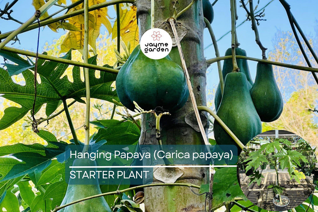1 Hanging Papaya Tree (Carica papaya) Live Tropical Fruit Plant 1’-2’ | Sweet, Refreshing Papayas | Easy to Grow Starter Plant