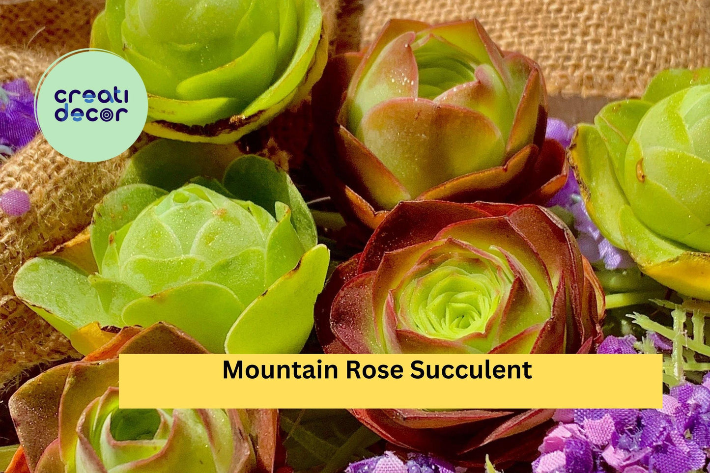 Mountain Rose Succulent Set | 6-Pack Rare Echeveria Plants | Live 1.5" Rosette Succulents for Containers or Gifts