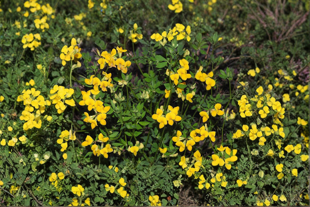 Bird’s Foot Trefoil – Lotus corniculatus Seeds | 100 Seeds | Nitrogen Fixing | Pollinator Friendly