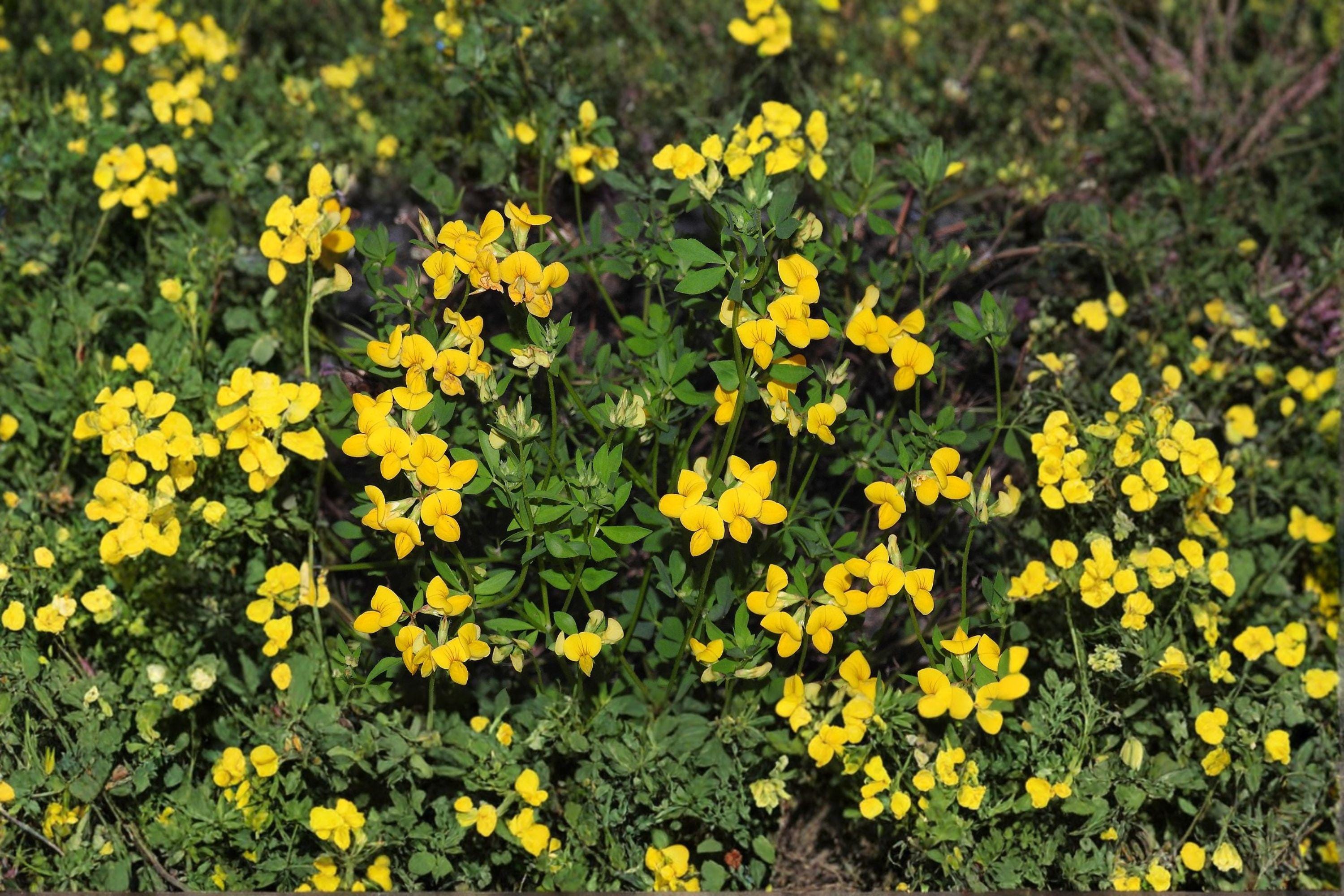 Bird’s Foot Trefoil – Lotus corniculatus Seeds | 100 Seeds | Nitrogen Fixing | Pollinator Friendly