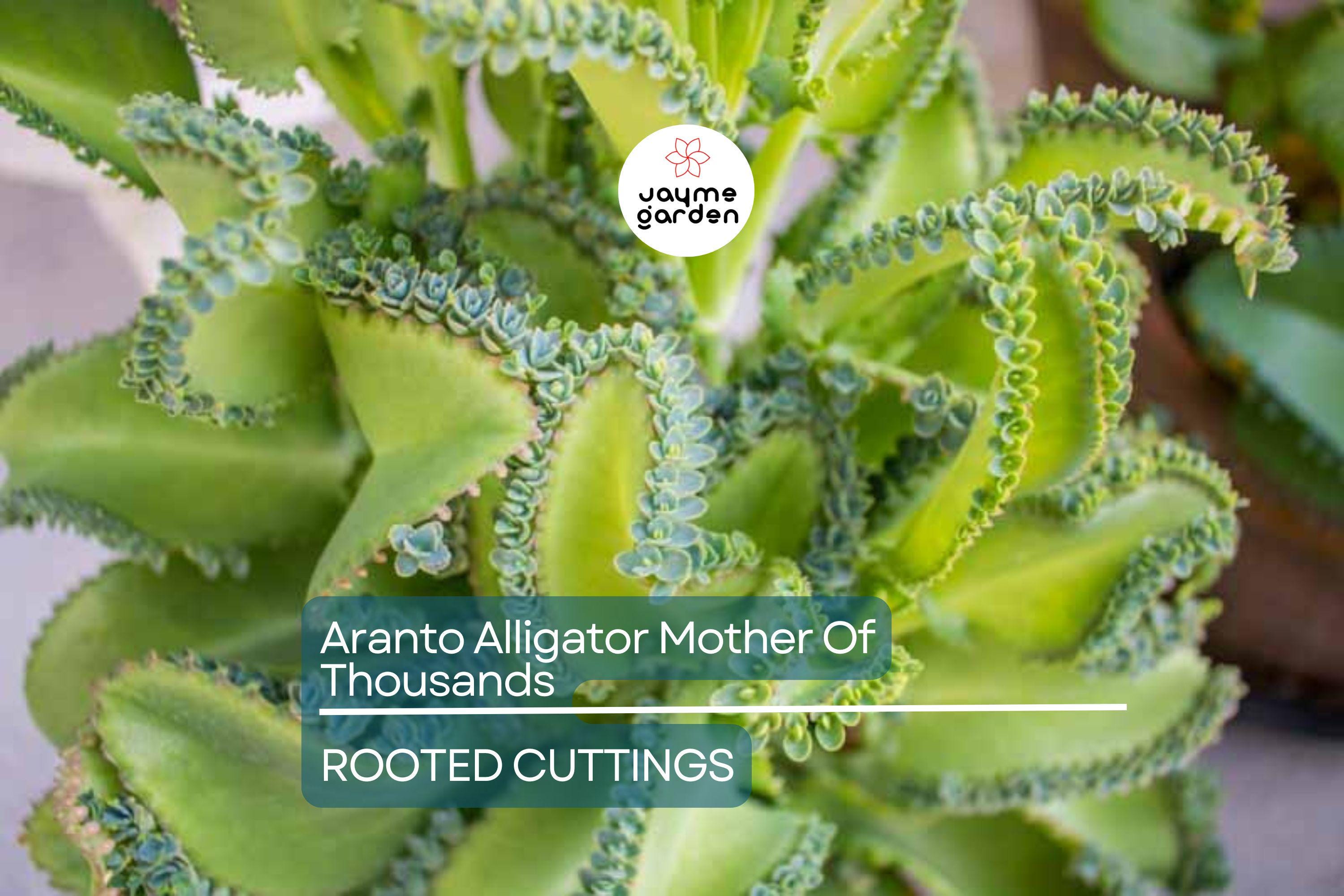 100 Aranto Alligator Plants - Mother of Thousands Succulent - 1-3” Rooted Plants, Easy to Grow, Perfect for Succulent Gardens