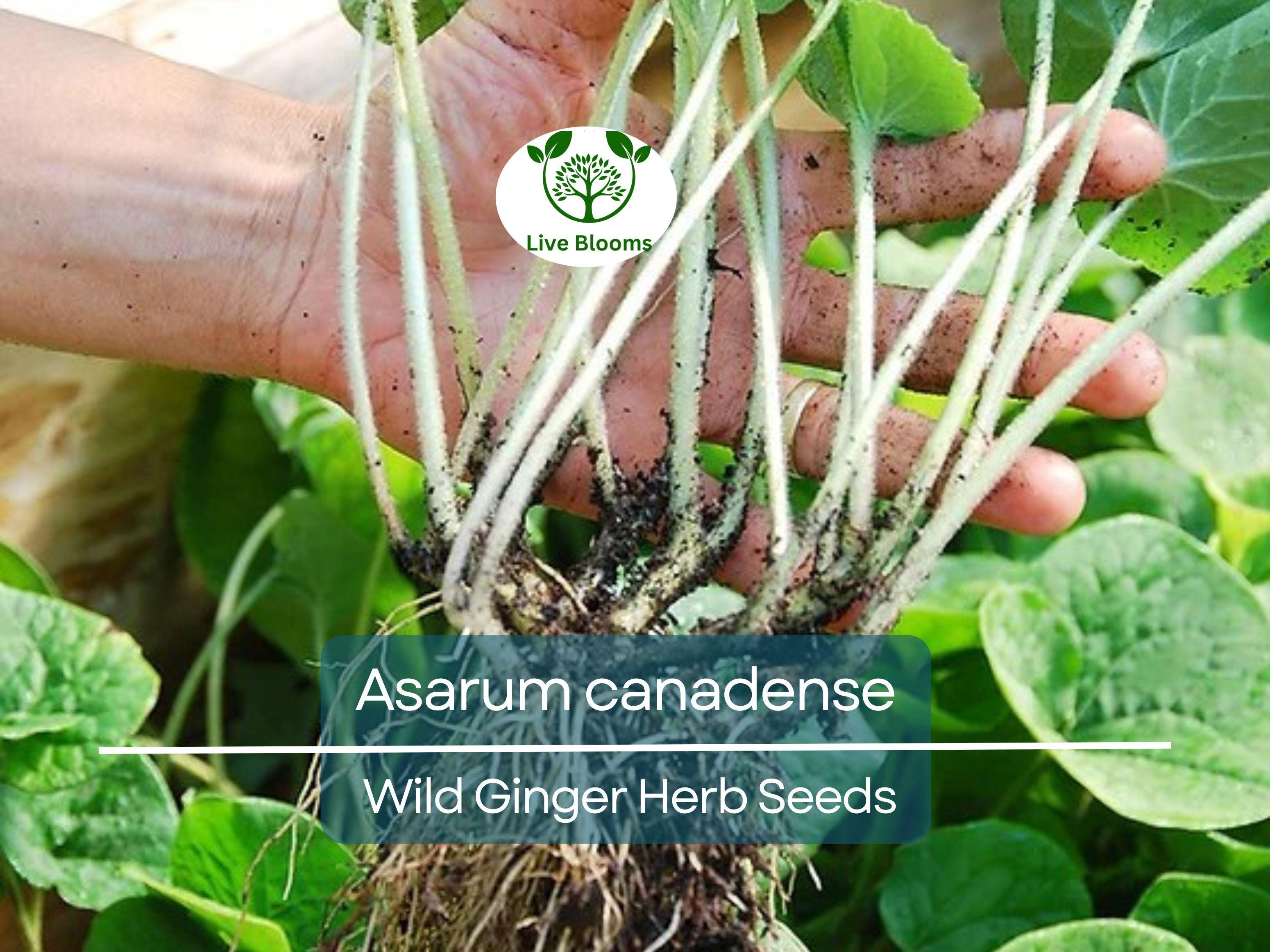 100 mg Seeds Wild Ginger (Asarum canadense) for Planting | Native Ground Cover Herb for Shady Gardens and Landscaping