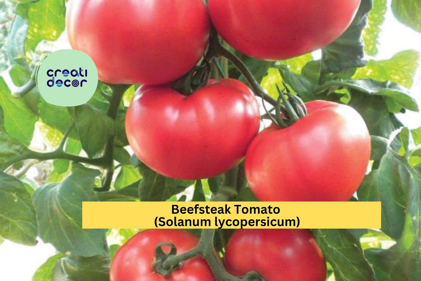 Beefsteak Tomato Plants | Lot of 4 Live Garden Starters | 6–10 Inch Vegetable Plants