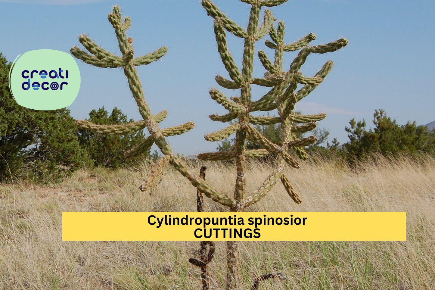 Cylindropuntia spinosior Cutting | Cane Cholla Cactus Segment | Cold Hardy Desert Plant | 1 Live Unrooted Cactus Starter