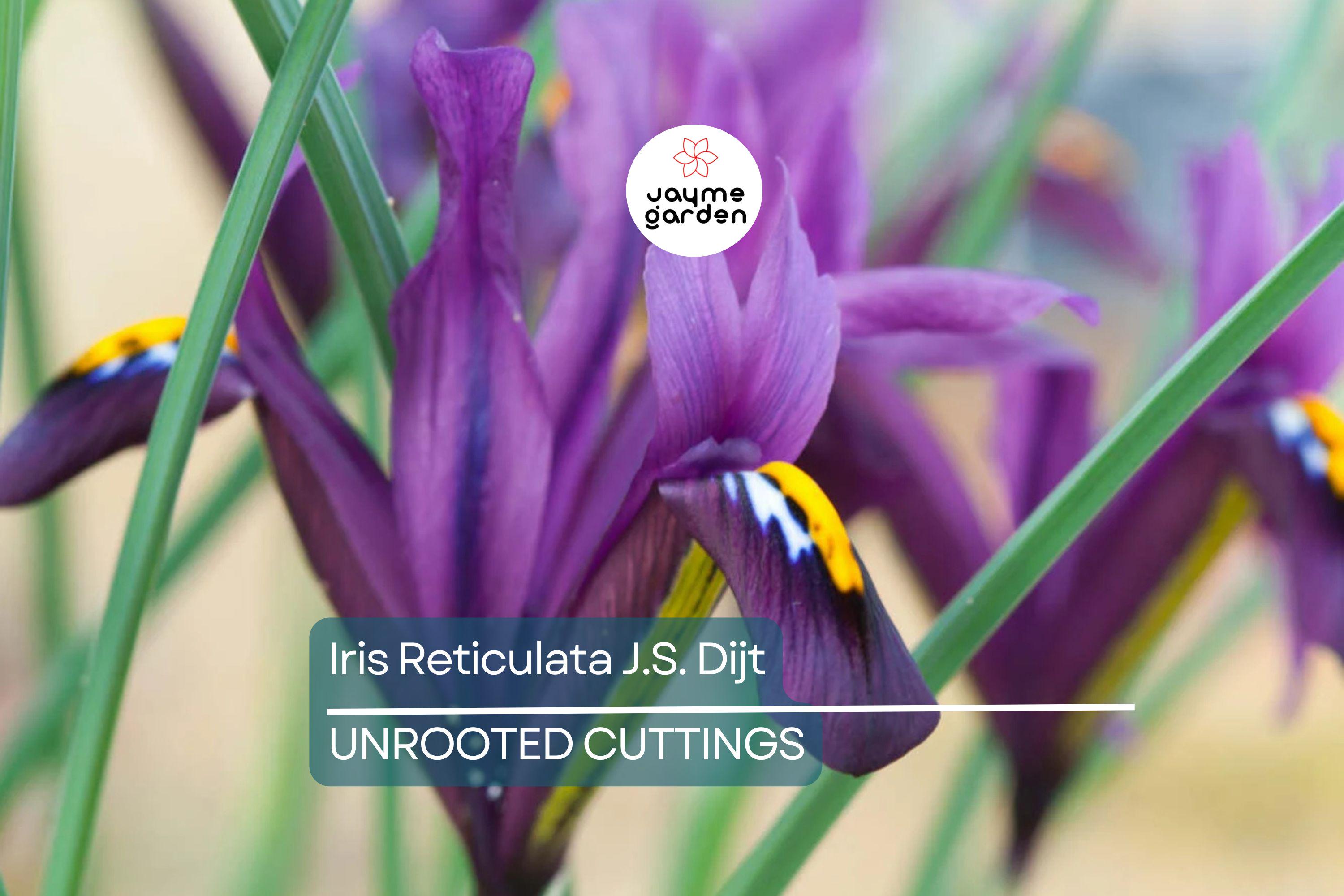 Iris Reticulata J.S. Dijt 4-8" Live Flower Bulbs | Purple Dwarf Iris | Early Blooming Perennial | 10-Pack