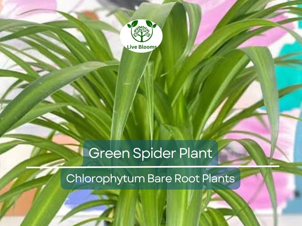 1 Spider Plant – Green Chlorophytum comosum Pup – Live Bare Root Starter – Easy-Care Air-Purifying Houseplant