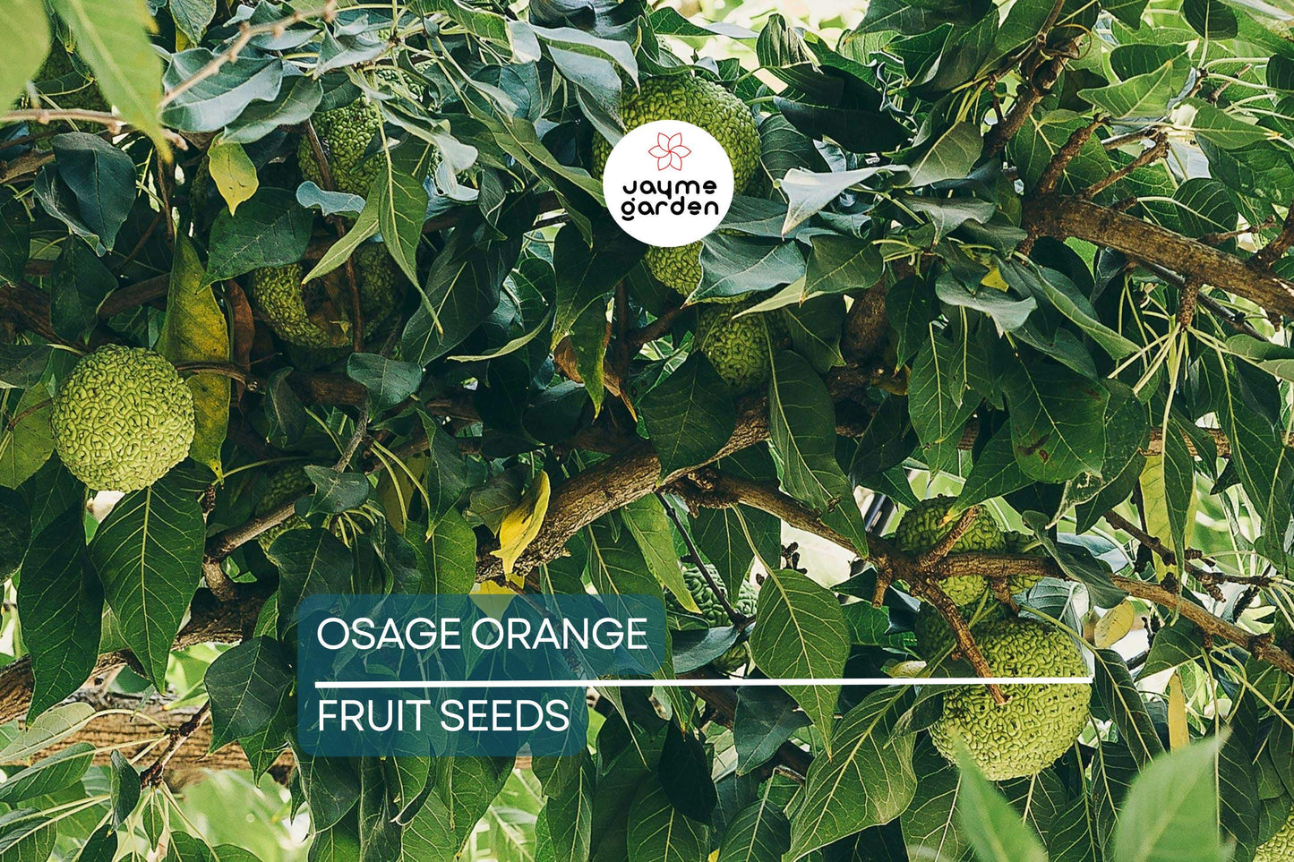 50 Osage Orange Tree Seeds (Maclura pomifera), Bois D'Arc Fresh Seeds, 8-15' Tall, Free Shipping