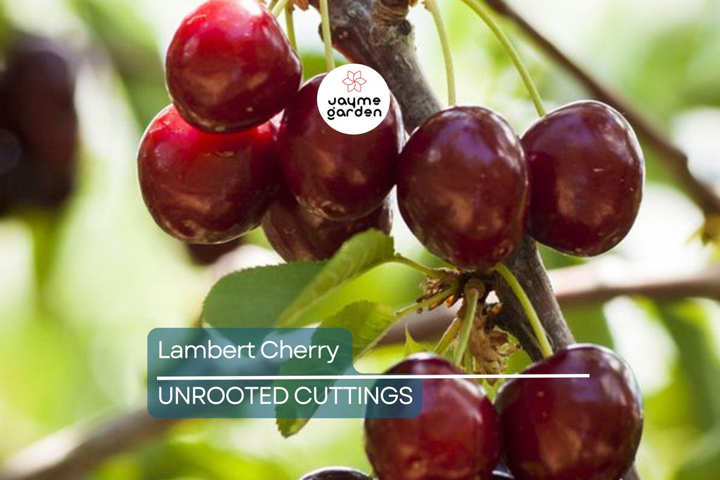 Lambert Cherry Tree Scion Cuttings x3 - Sweet Red Cherries, Great for Fresh Eating & Cooking